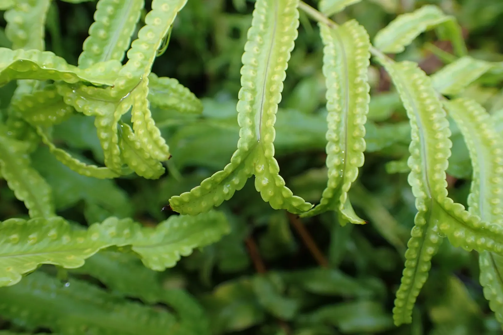 Macho Fern (Nephrolepis Biserrata) — this hardy fern thrives in well-draining; particularly during the warmer months