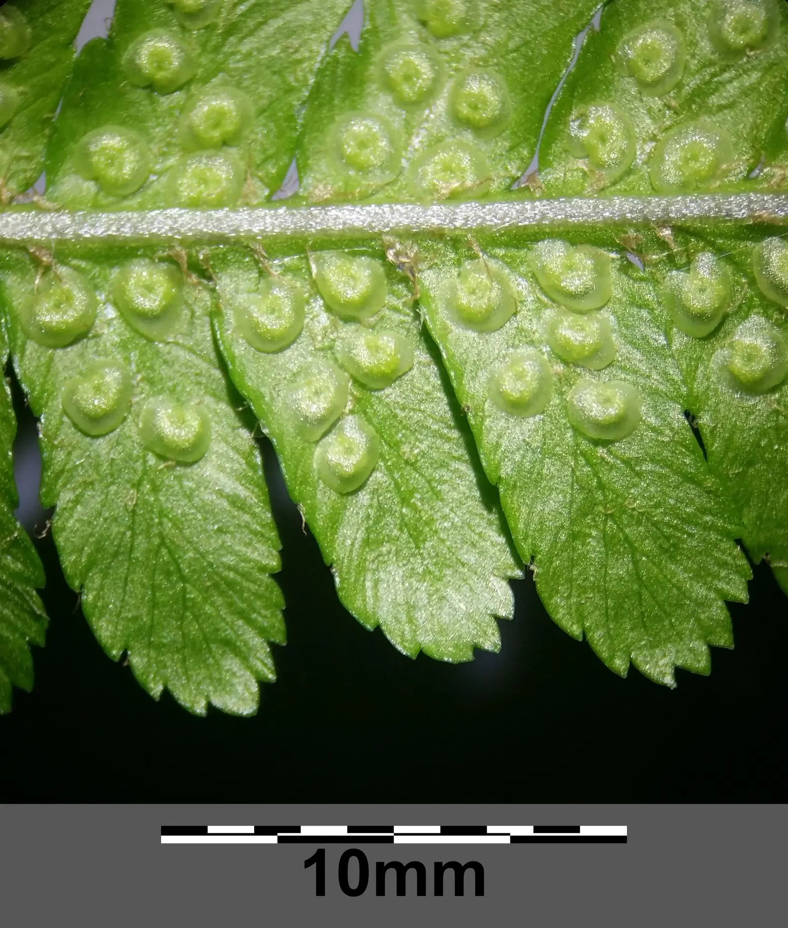 Macho Fern (Nephrolepis Biserrata) — Its impressive size makes it perfect for ground cover or as a statement potted plant; ideal for shaded to, image 96