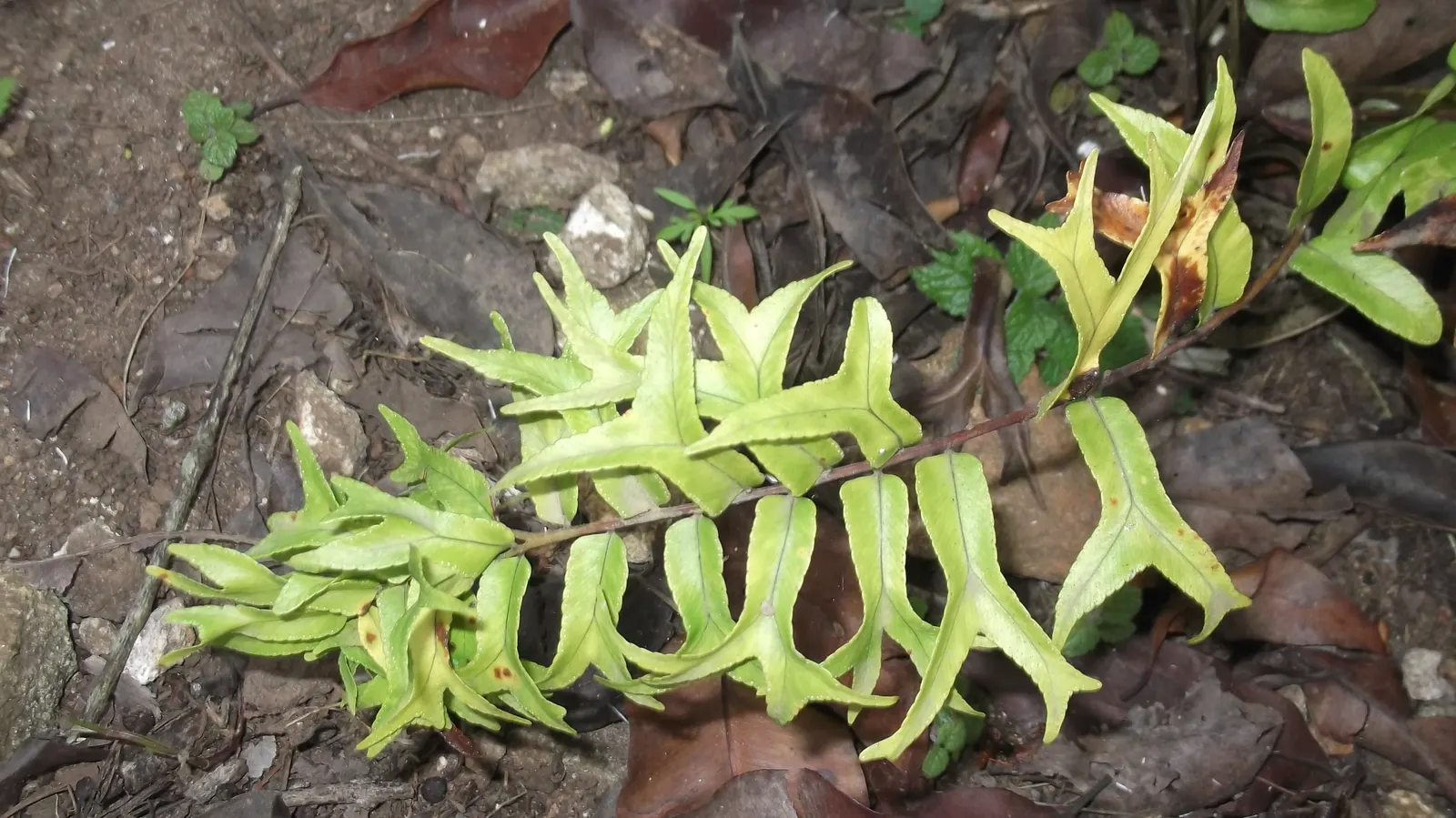 Macho Fern (Nephrolepis Biserrata) — fern for half or shade; due to their spreading nature, give them ample room to grow, image 115