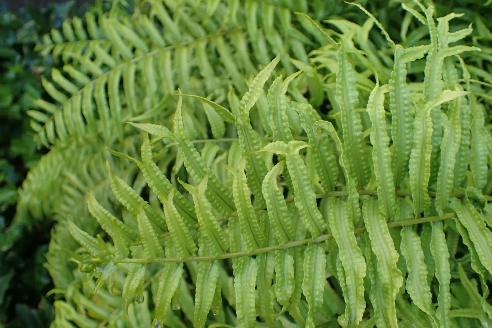 Macho Fern (Nephrolepis Biserrata) — They can also serve well in sizeable containers; evergreen selection for both designers and homeowners seeking, image 67