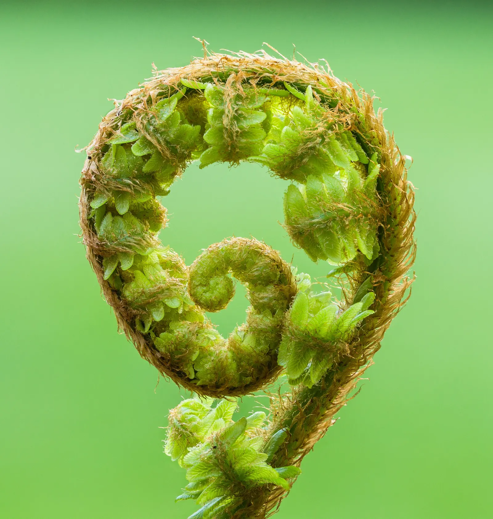 Macho Fern (Nephrolepis Biserrata) — dynamic addition to their garden that offers both visual impact and a serene
