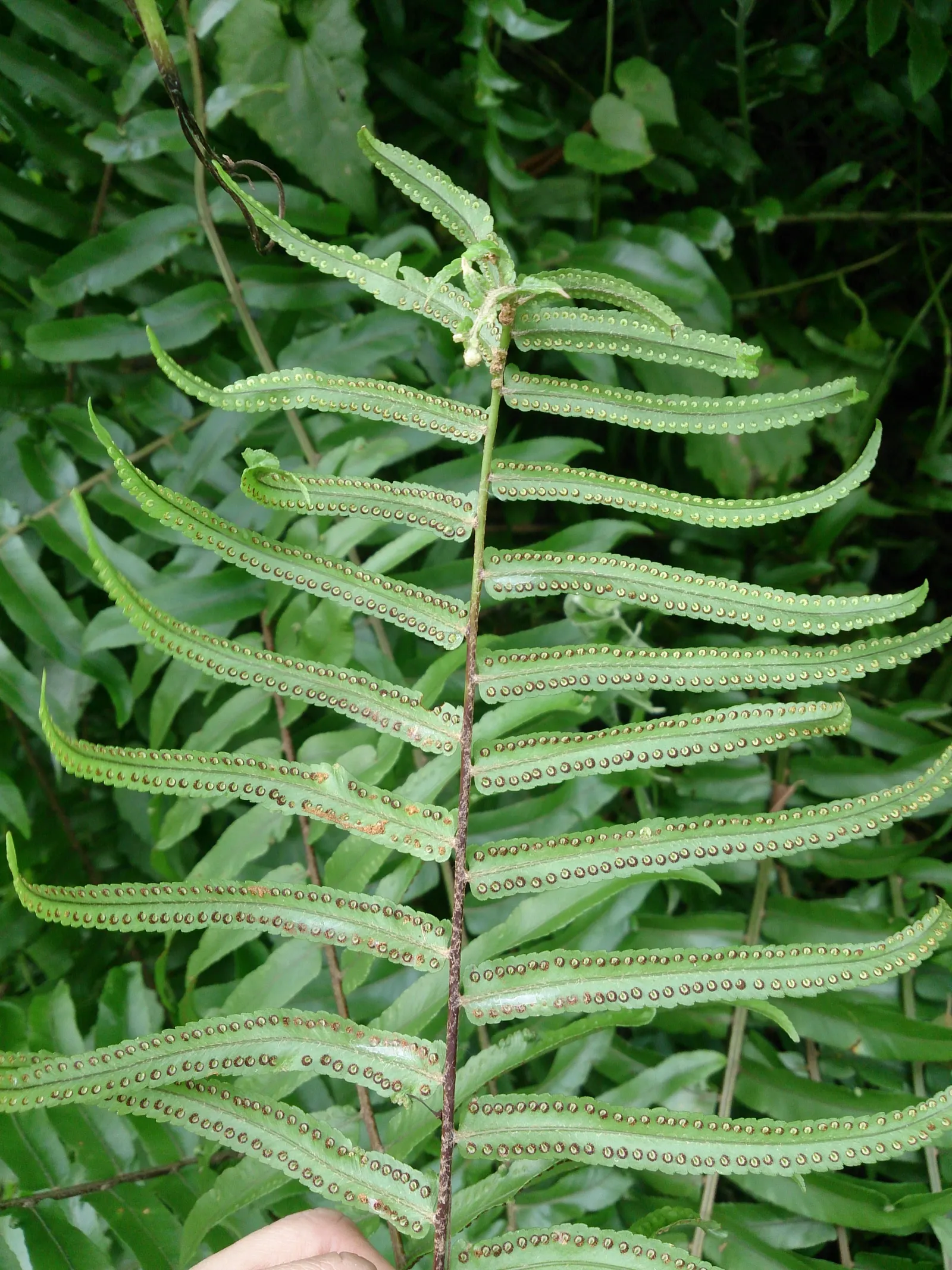 Macho Fern (Nephrolepis Biserrata) — and under optimal conditions, image 58