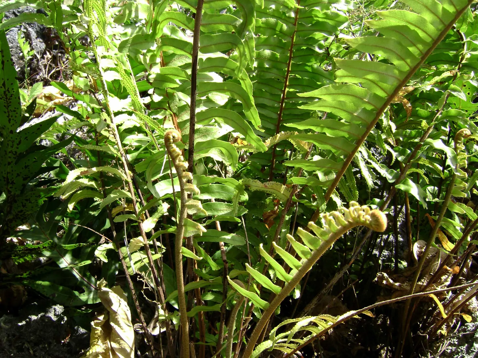 Macho Fern (Nephrolepis Biserrata) — offering a low-maintenance; this robust fern is distinguished by its long, image 74