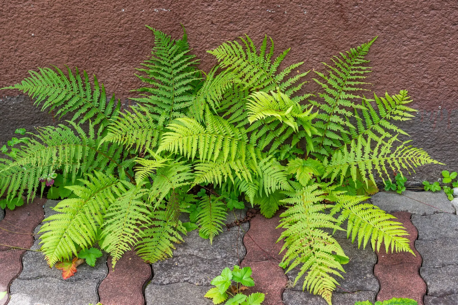 Macho Fern (Nephrolepis Biserrata) — offering a low-maintenance; this robust fern is distinguished by its long, image 51