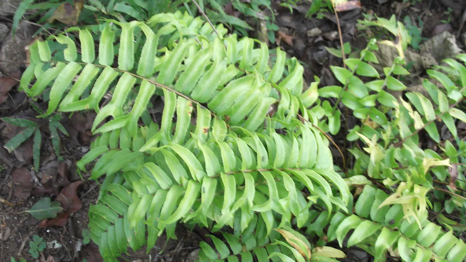Macho Fern (Nephrolepis Biserrata) — They can also serve well in sizeable containers; evergreen selection for both designers and homeowners seeking verdant