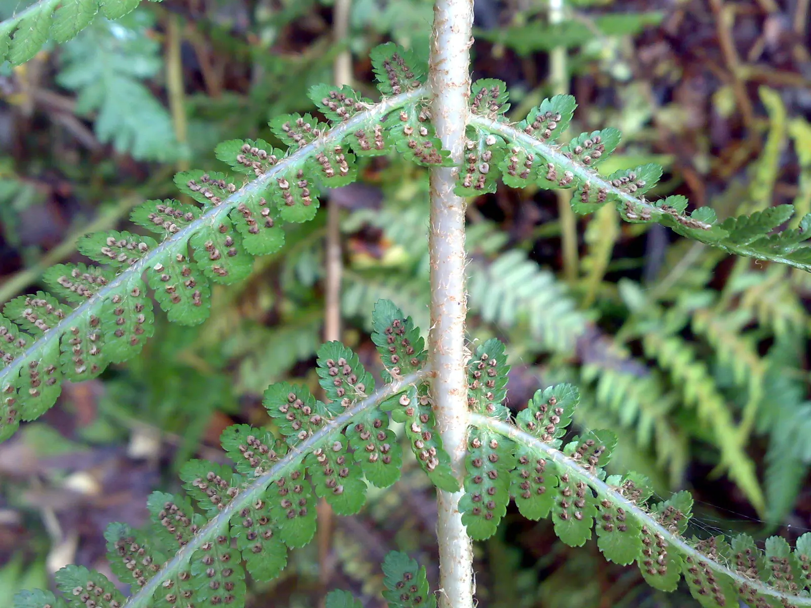 Macho Fern (Nephrolepis Biserrata) — scientifically termed Nephrolepis biserrata; fern for half or shade, image 99