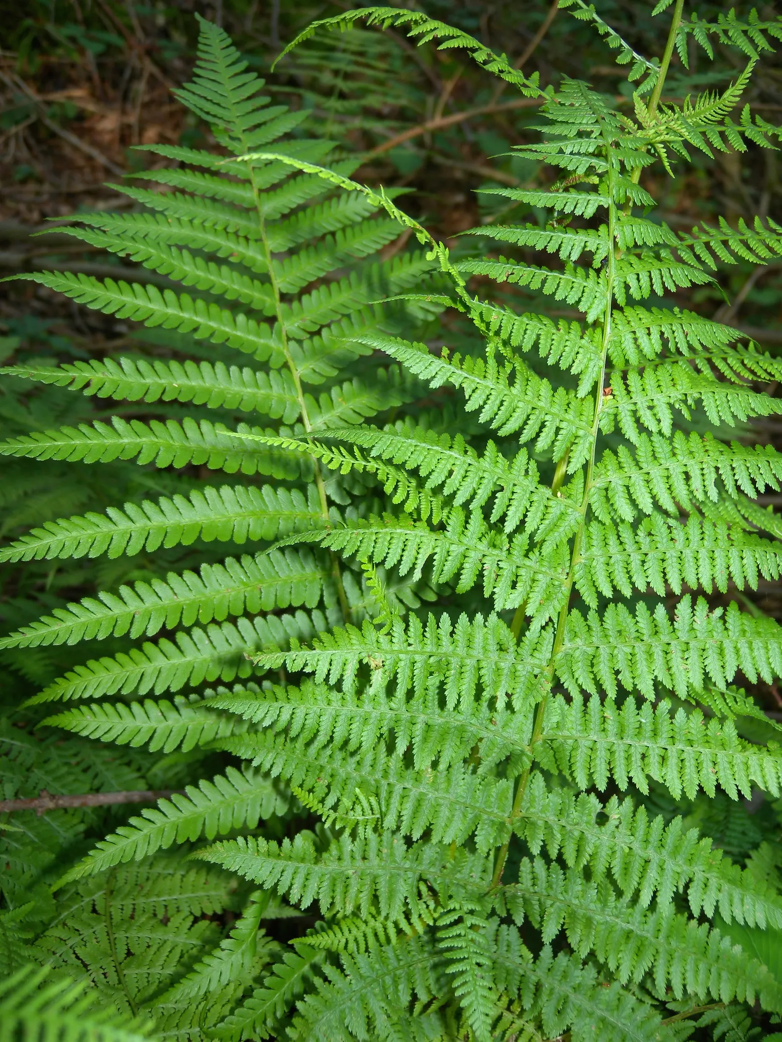 Macho Fern (Nephrolepis Biserrata) — particularly during the warmer months; tropical perennial that emanates a bold and verdant presence in any, image 64