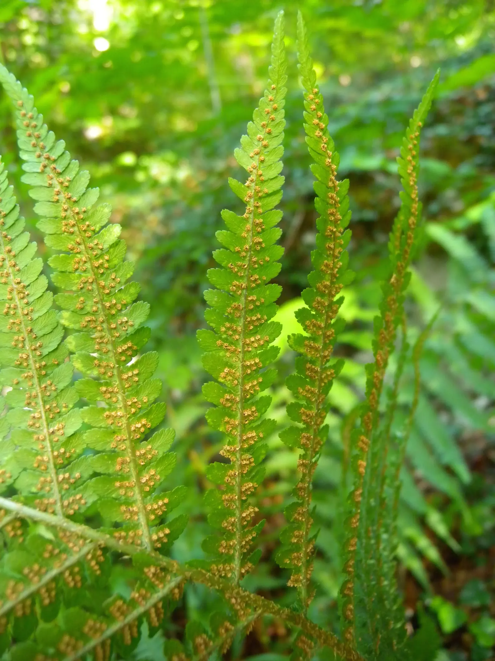 Macho Fern (Nephrolepis Biserrata) — scientifically termed Nephrolepis biserrata; fern for half or shade, image 53