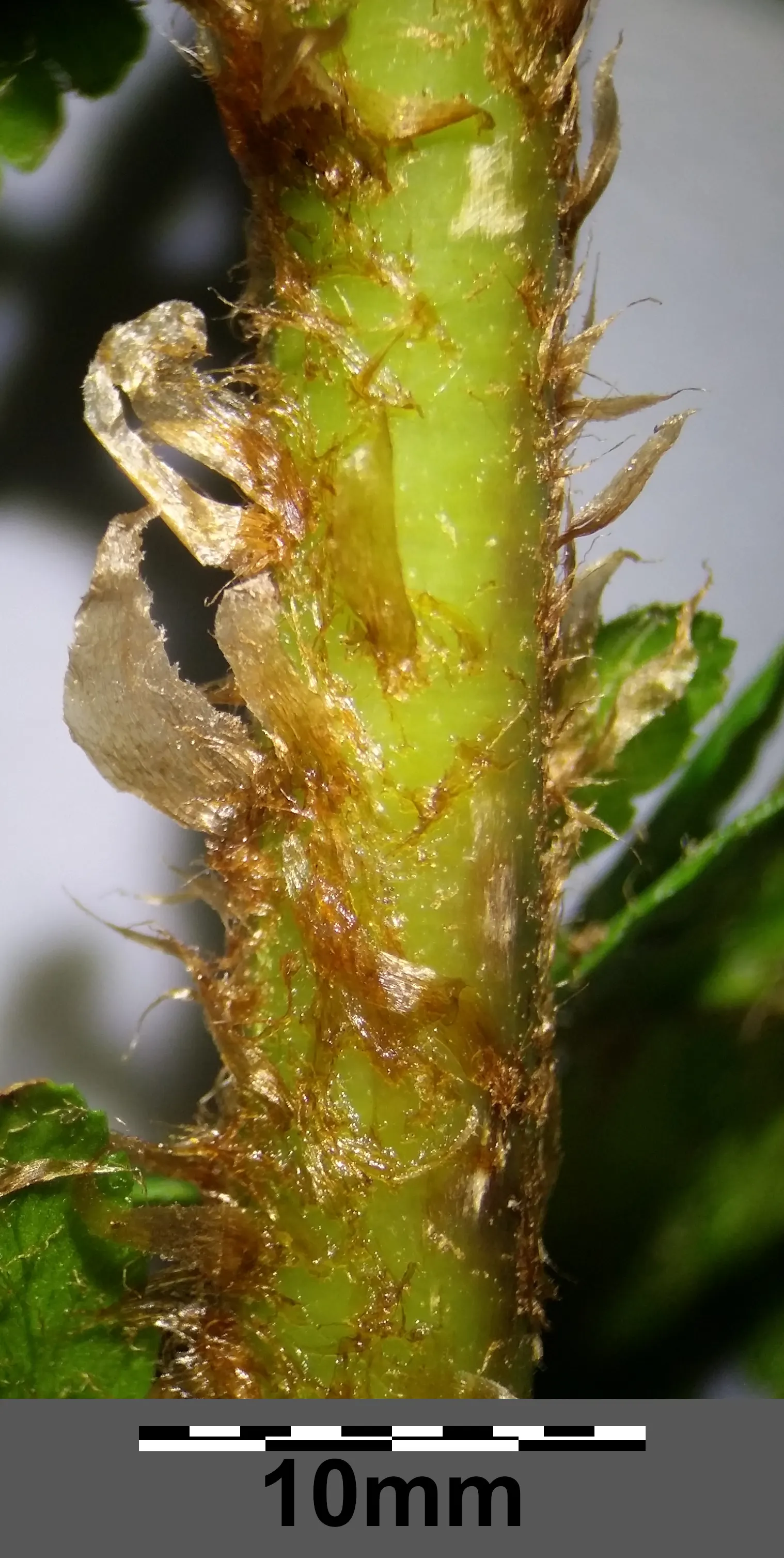 Macho Fern (Nephrolepis Biserrata) — Ideal for shaded to partially sunny areas; with individual fronds commonly reaching 3 to 4 feet in length, image 117