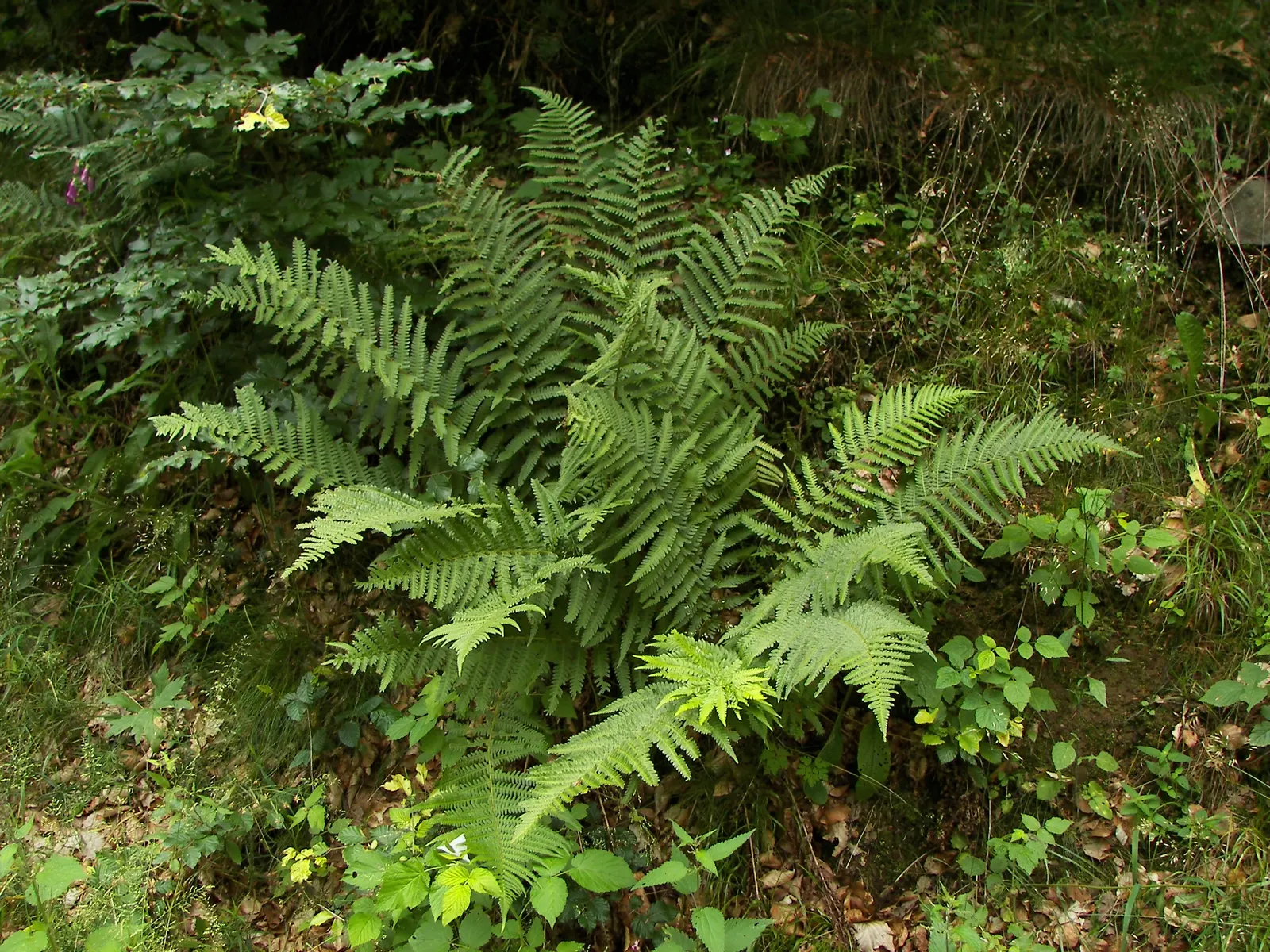 Macho Fern (Nephrolepis Biserrata) — this hardy fern thrives in well-draining; particularly during the warmer months, image 49