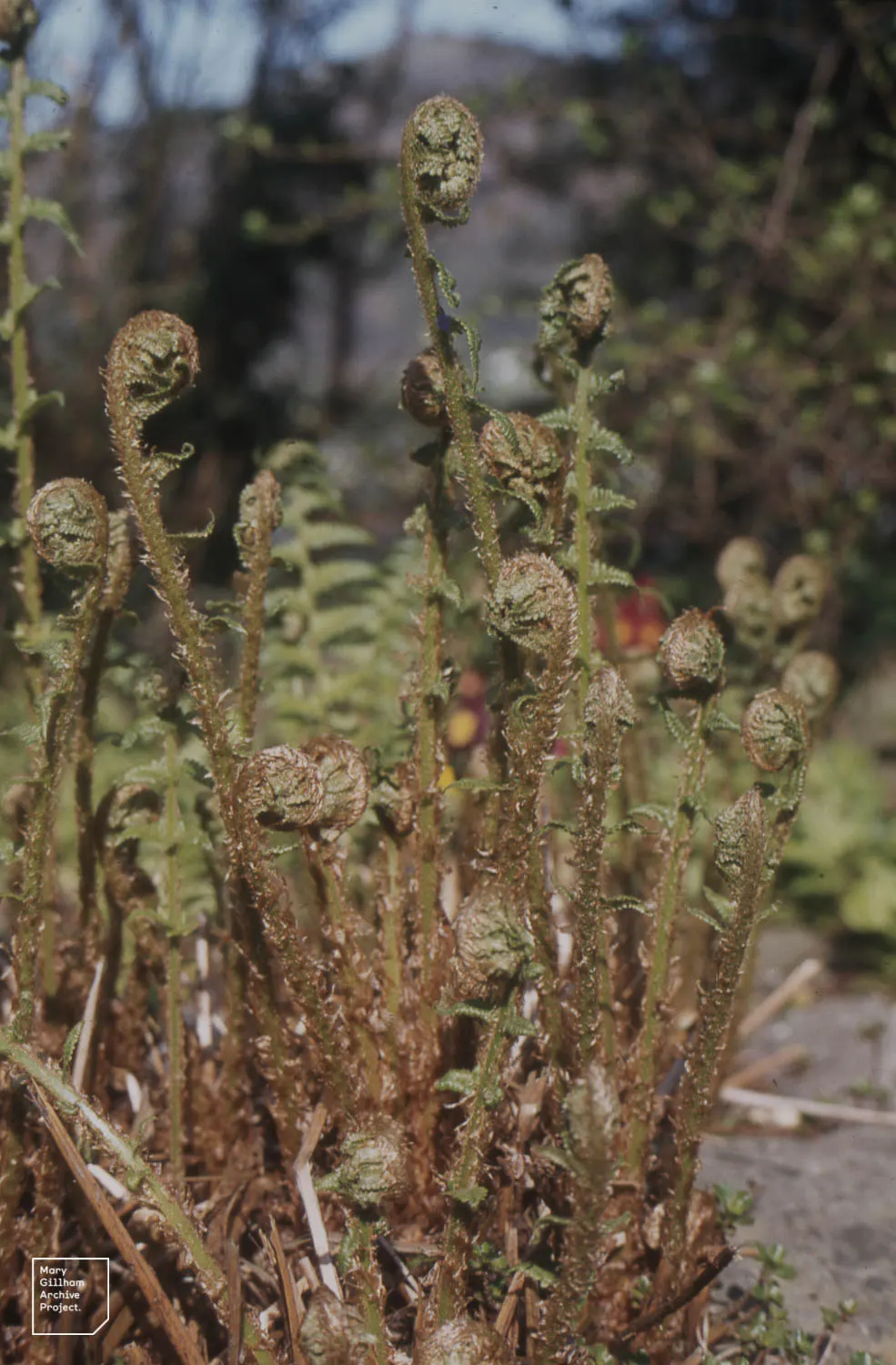 Macho Fern (Nephrolepis Biserrata) — This robust fern is distinguished by its long