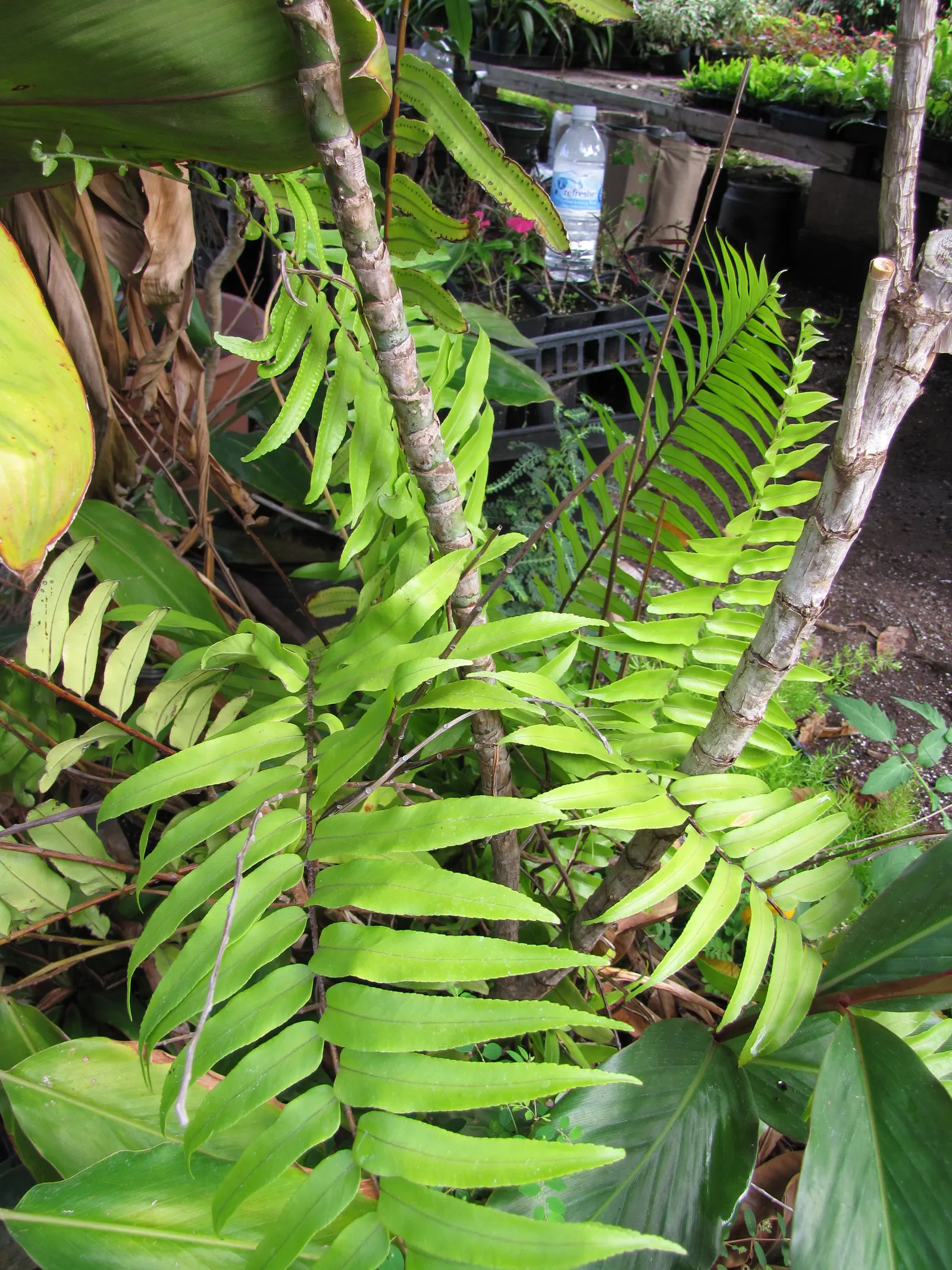 Macho Fern (Nephrolepis Biserrata) — this hardy fern thrives in well-draining