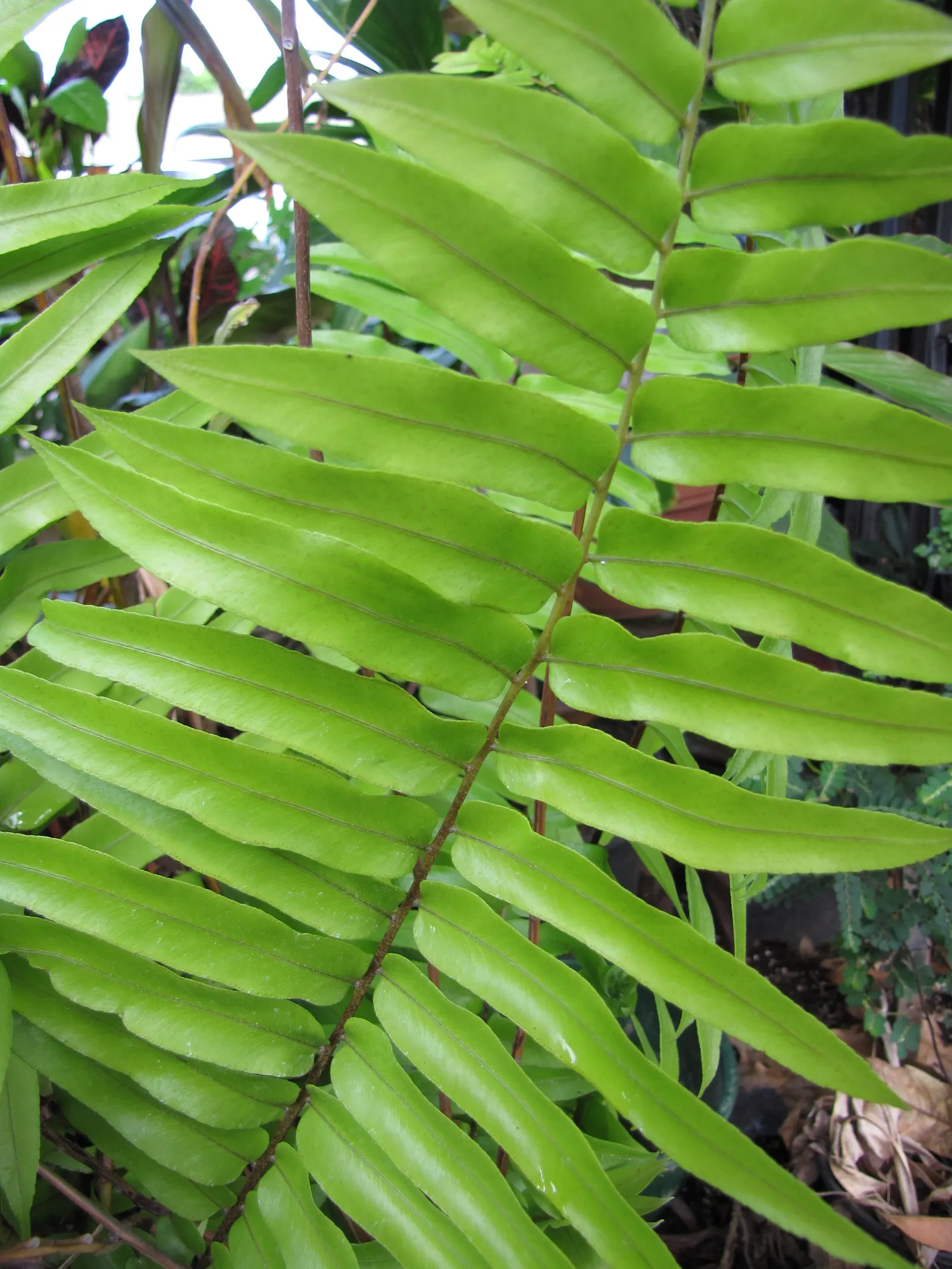 Macho Fern (Nephrolepis Biserrata) — dynamic addition to their garden that offers both visual impact and a serene; they can even extend up to an, image 68