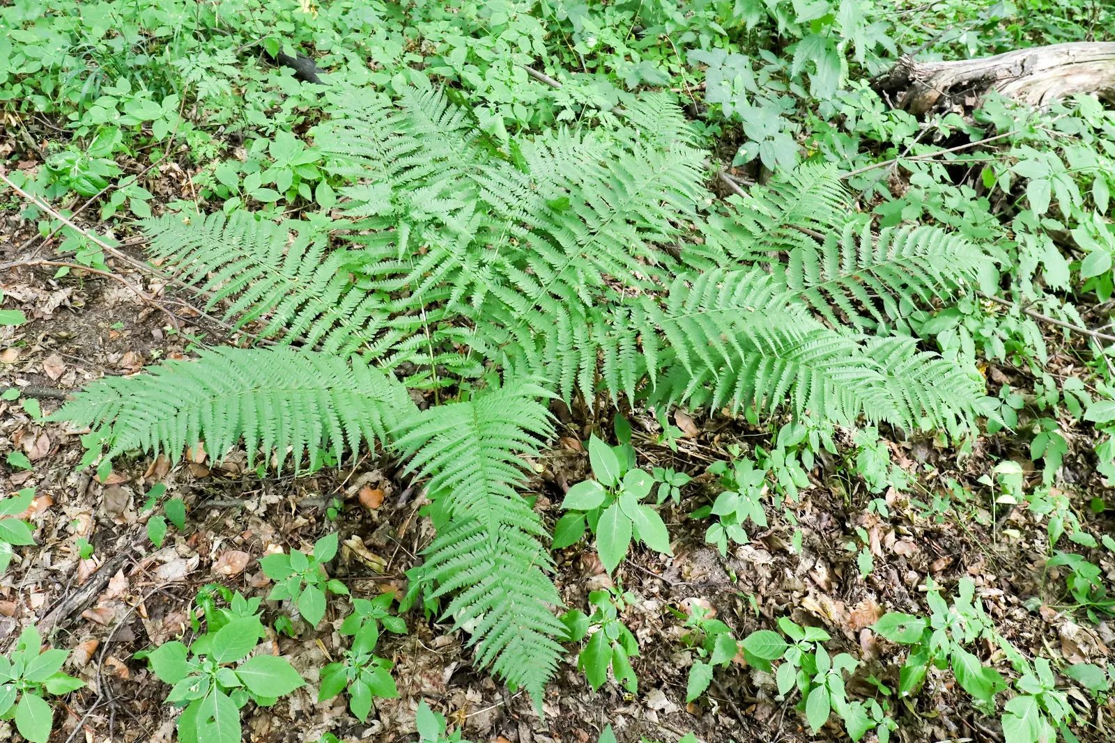 Macho Fern (Nephrolepis Biserrata) — fern for half or shade; due to their spreading nature, give them ample room to grow, image 92