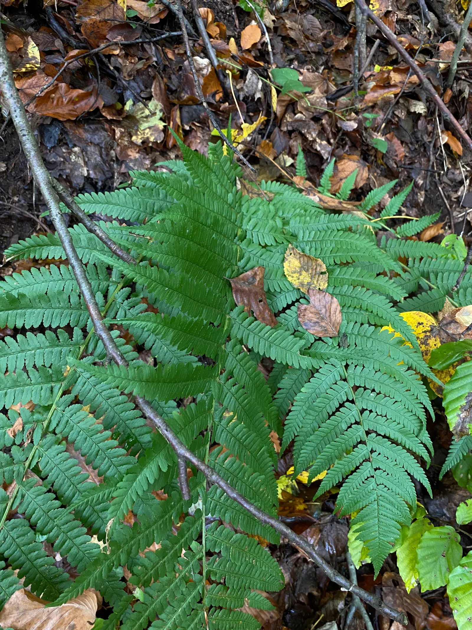 Macho Fern (Nephrolepis Biserrata) — scientifically termed Nephrolepis biserrata; fern for half or shade, image 76