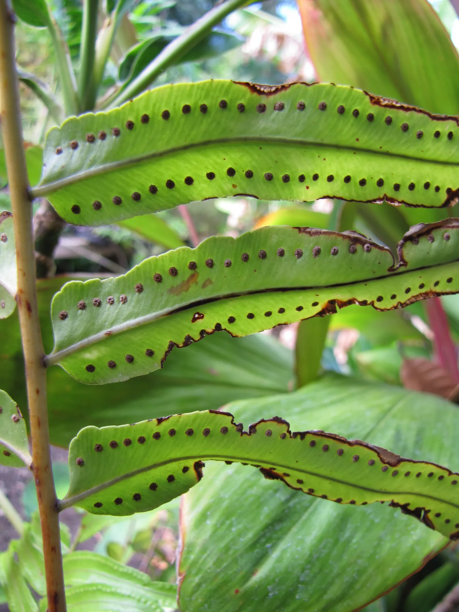 Macho Fern (Nephrolepis Biserrata) — This robust fern is distinguished by its long; recognized for its vigorous growth habit and impressive shade, image 55