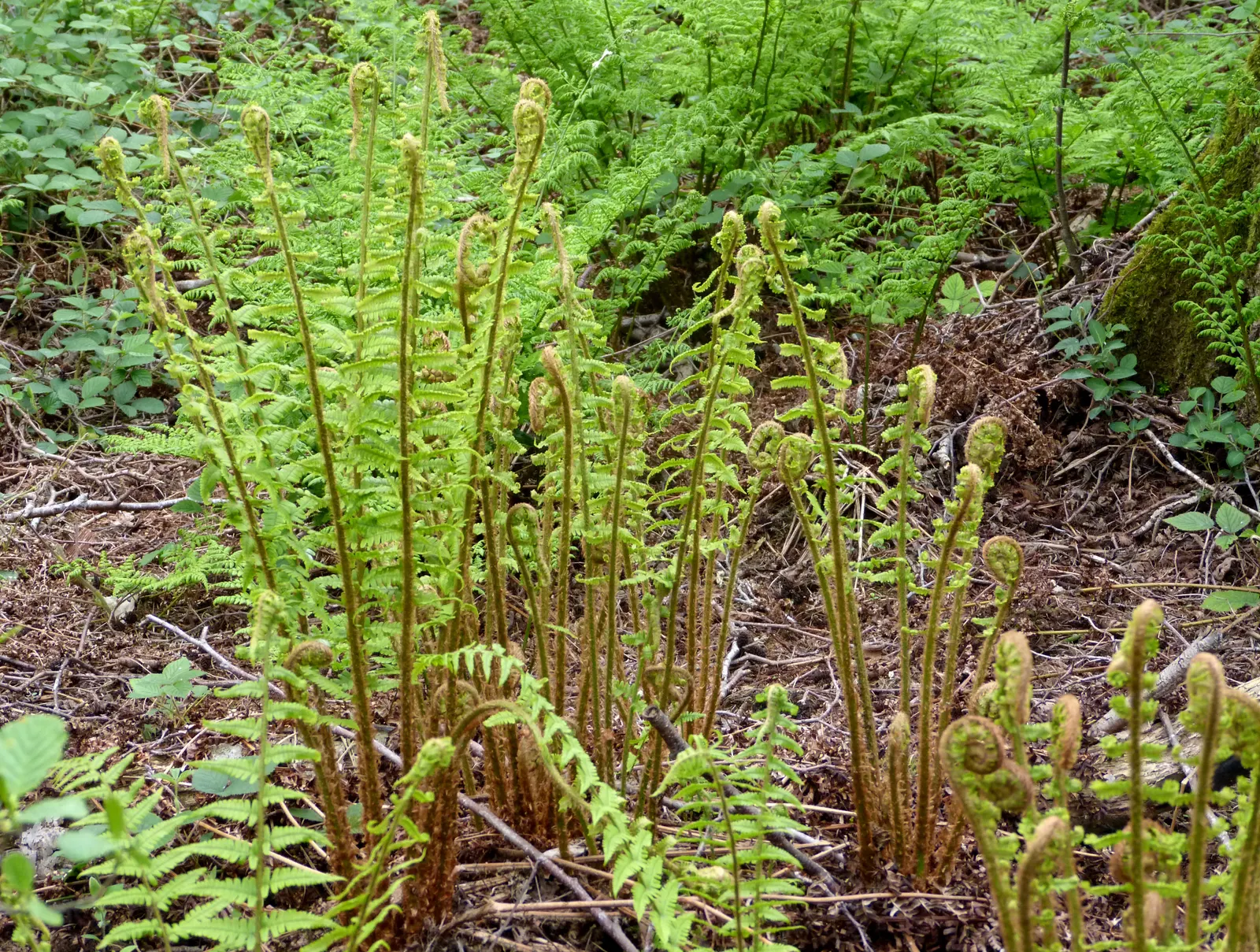 Macho Fern (Nephrolepis Biserrata) — with individual fronds commonly reaching 3 to 4 feet in length; offering a low-maintenance, image 80