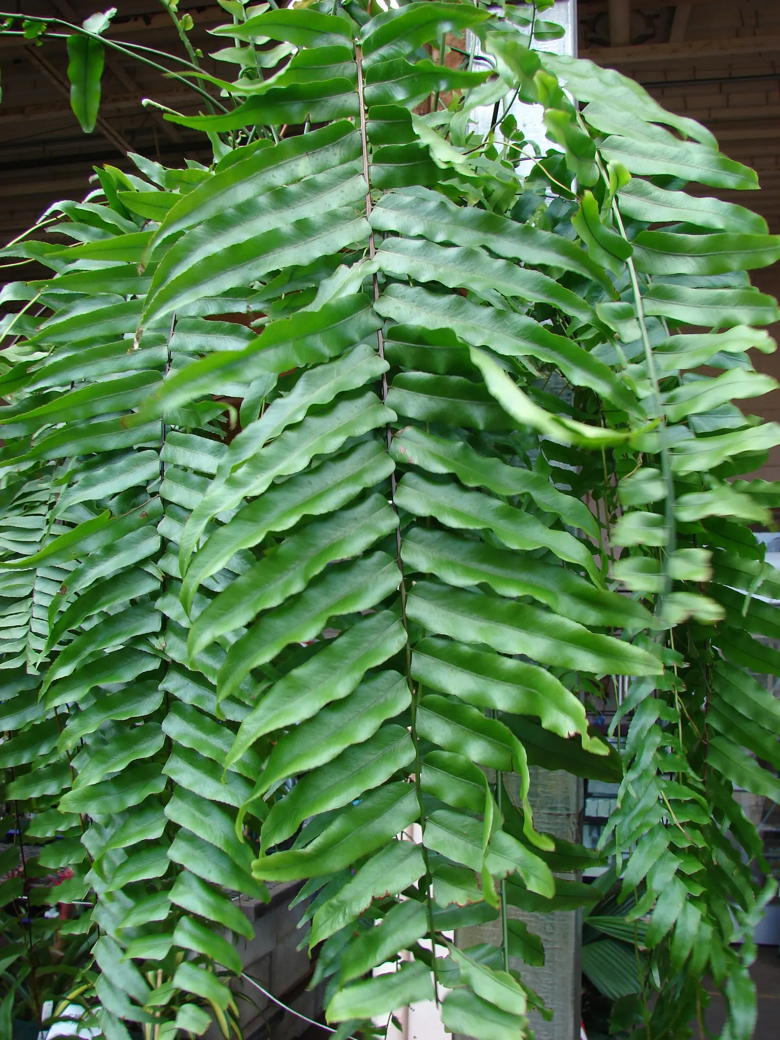 Macho Fern (Nephrolepis Biserrata) — evergreen selection for both designers and homeowners seeking verdant; well-draining soil with consistent, image 121
