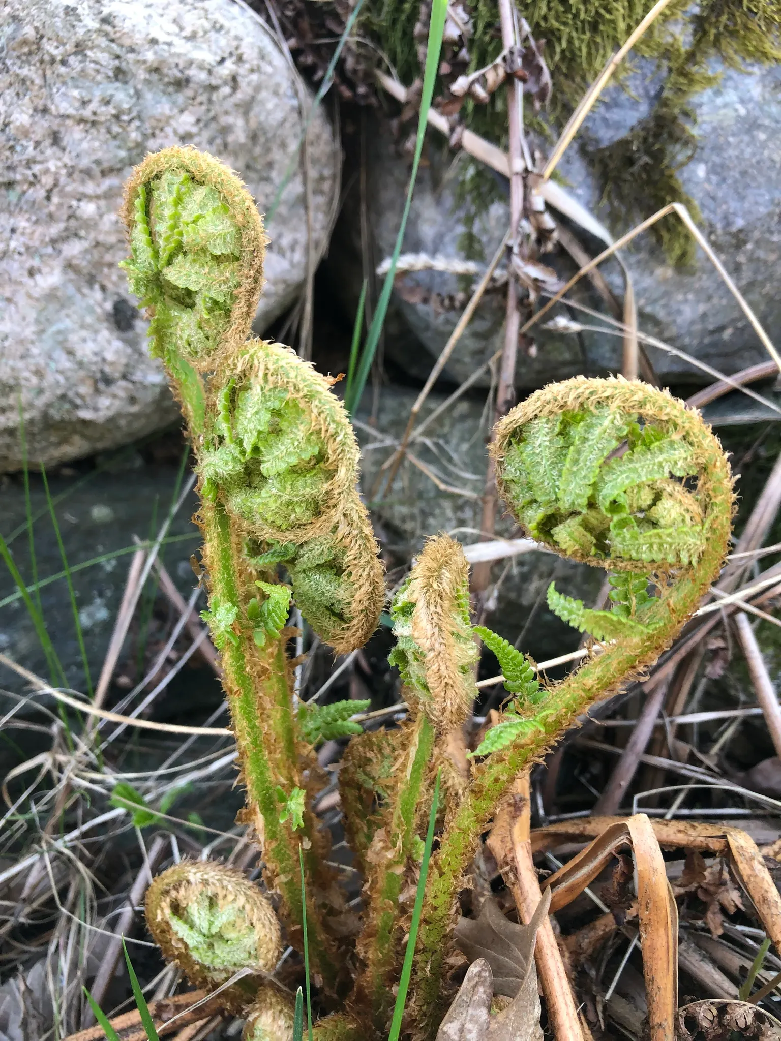 Macho Fern (Nephrolepis Biserrata) — the Macho Fern prospers in rich; arching fronds which can grow to an impressive size, image 61