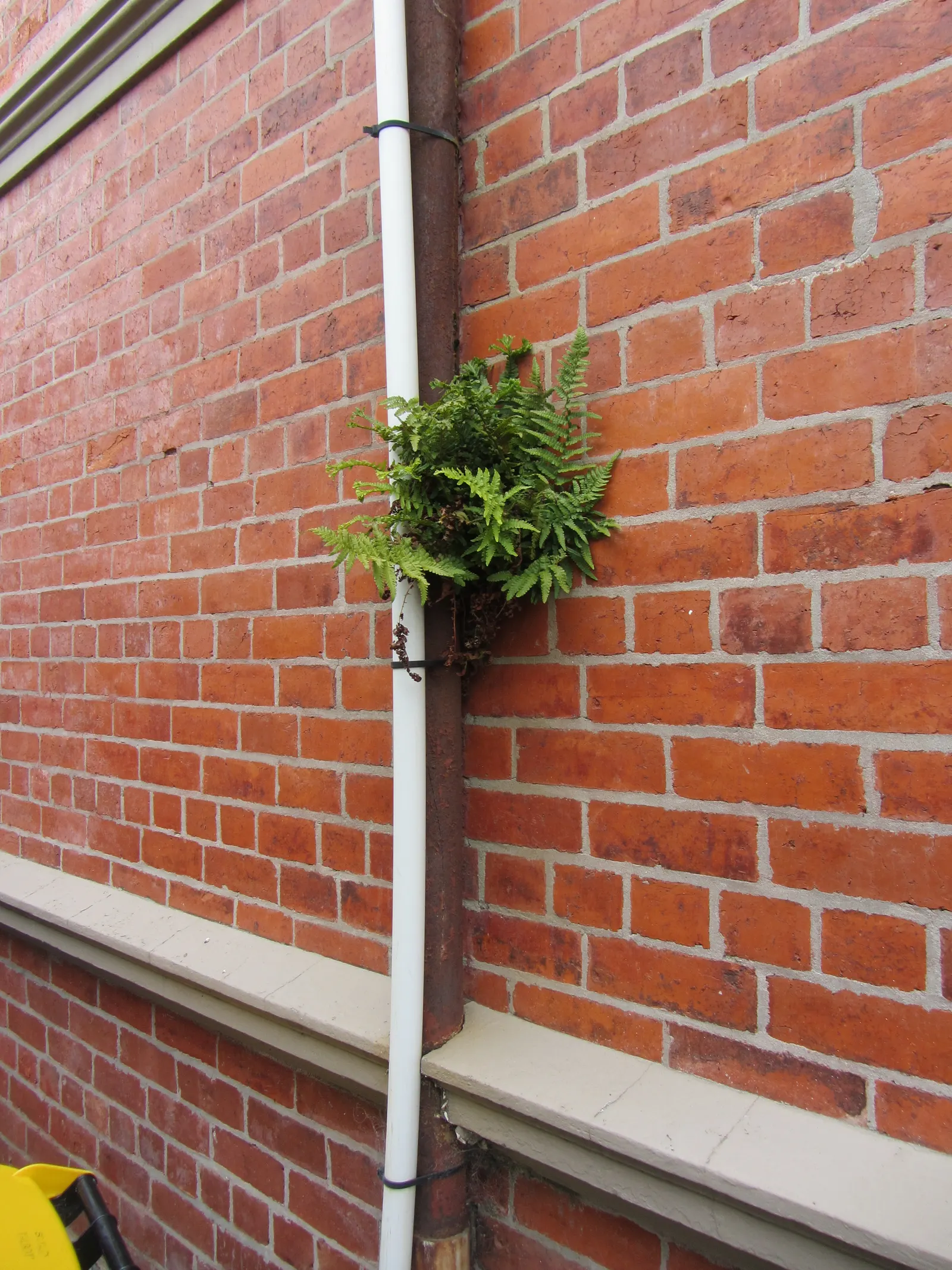 Macho Fern (Nephrolepis Biserrata) — Its impressive size makes it perfect for ground cover or as a statement potted plant; ideal for shaded to, image 73