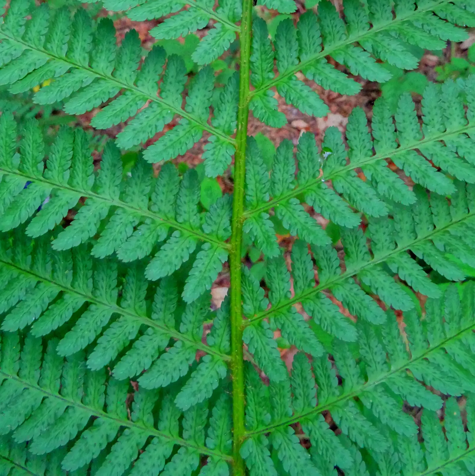 Macho Fern (Nephrolepis Biserrata) — and under optimal conditions, image 81