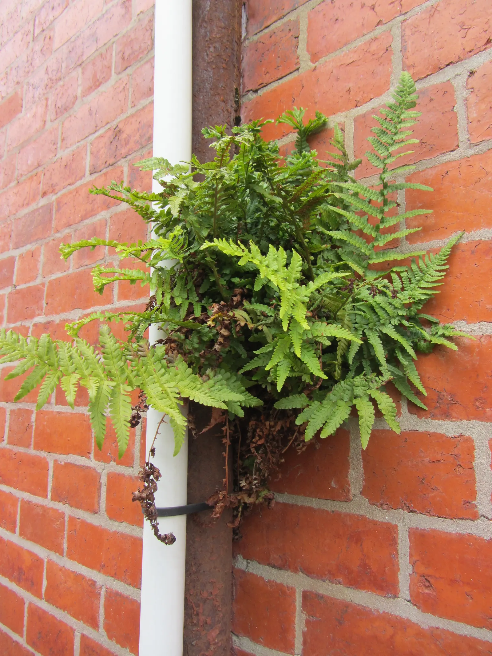 Macho Fern (Nephrolepis Biserrata) — well-draining soil with consistent moisture; it's important to establish a regular watering schedule, image 85