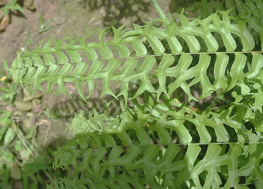 Macho Fern (Nephrolepis Biserrata) — to ensure the soil remains evenly moist but not waterlogged; the Macho Fern prospers in rich