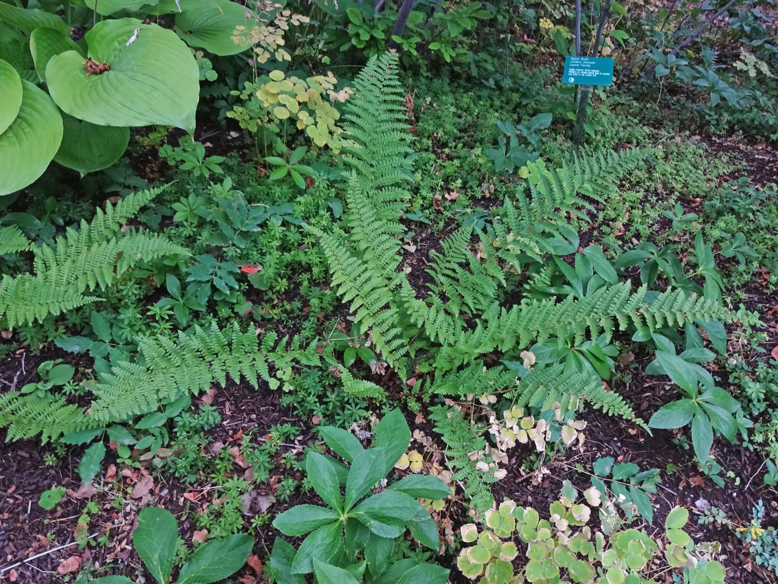 Macho Fern (Nephrolepis Biserrata) — tropical greenery stretching up to 4 feet long and 6 inches wide; its impressive size makes it perfect for, image 70