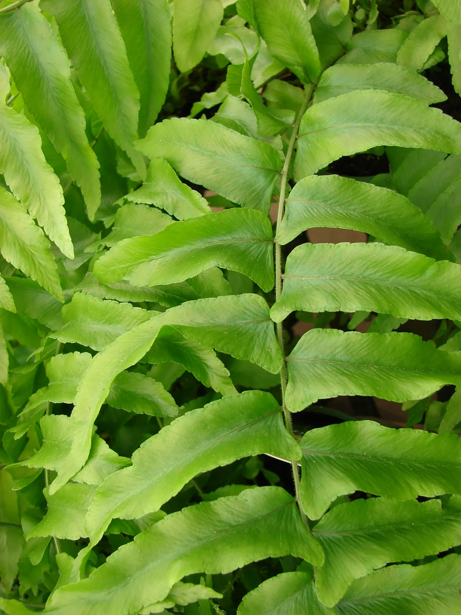 Macho Fern (Nephrolepis Biserrata) — arching fronds which can grow to an impressive size; they can also serve well in sizeable containers, image 102