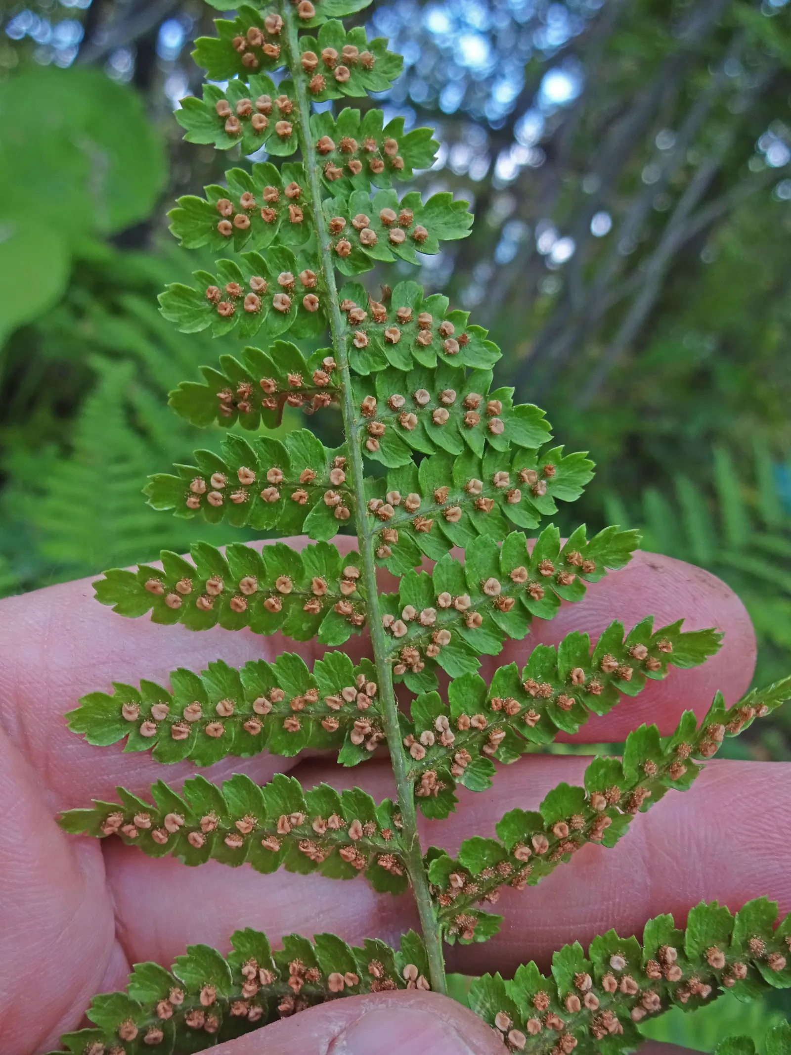 Macho Fern (Nephrolepis Biserrata) — arching fronds which can grow to an impressive size; they can also serve well in sizeable containers, image 56