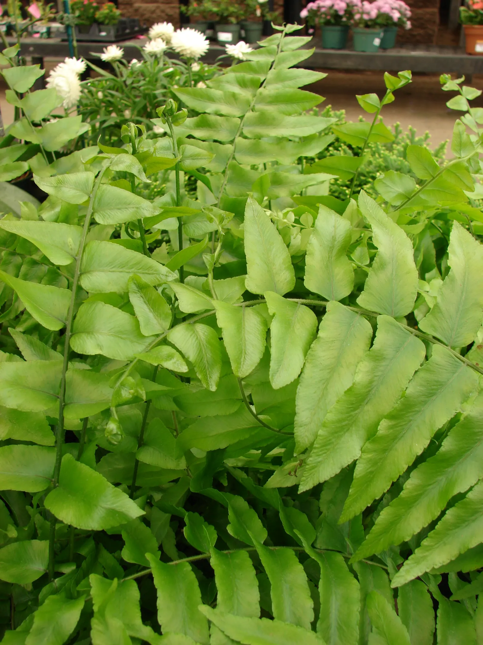 Macho Fern (Nephrolepis Biserrata) — evergreen selection for both designers and homeowners seeking verdant; well-draining soil with consistent, image 98