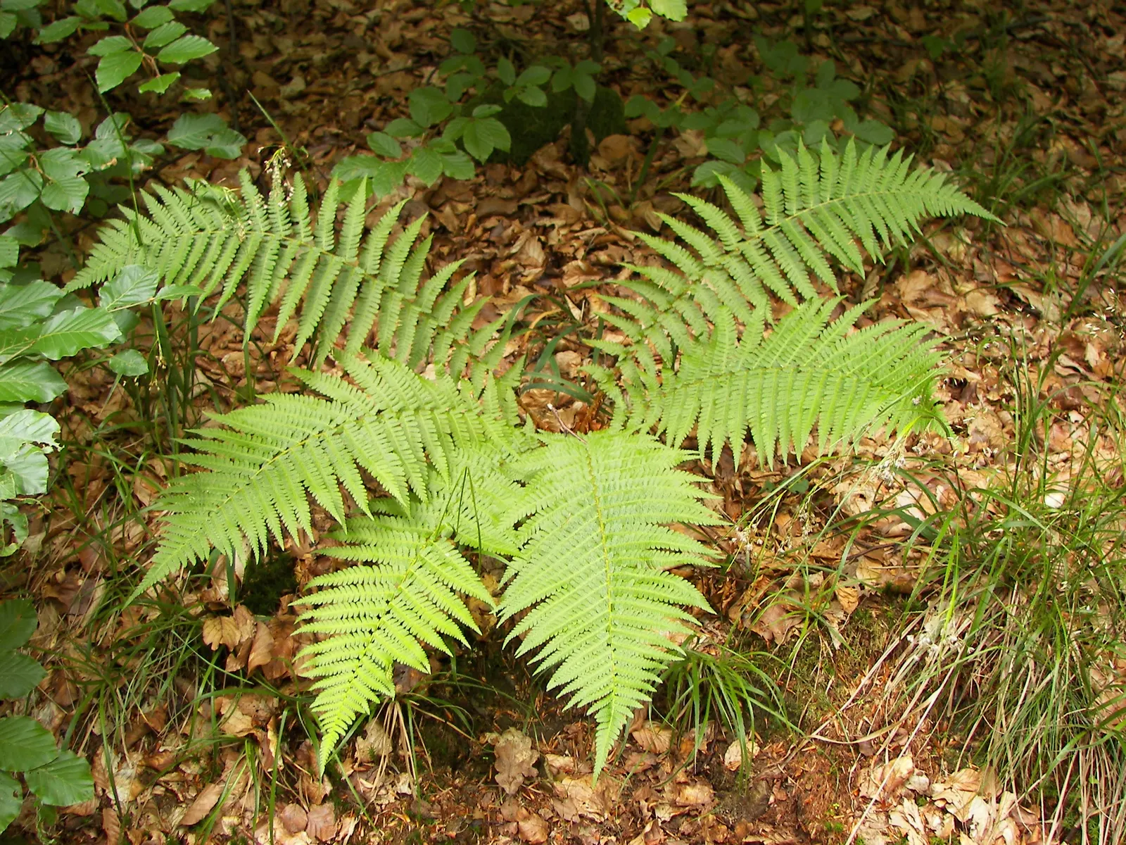 Macho Fern (Nephrolepis Biserrata) — Its impressive size makes it perfect for ground cover or as a statement potted plant