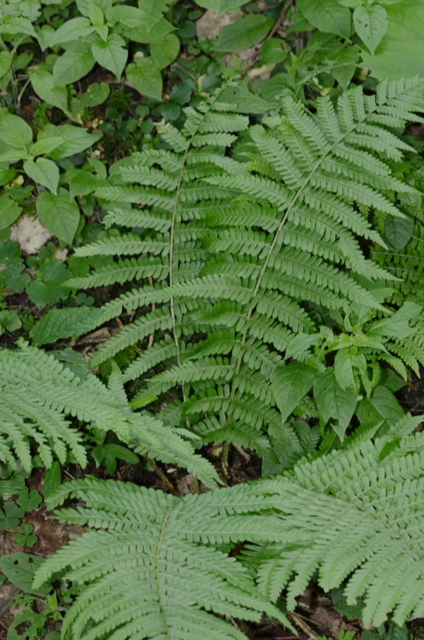 Macho Fern (Nephrolepis Biserrata) — Due to their spreading nature, give them ample room to grow; dynamic addition to their garden that offers both, image 66