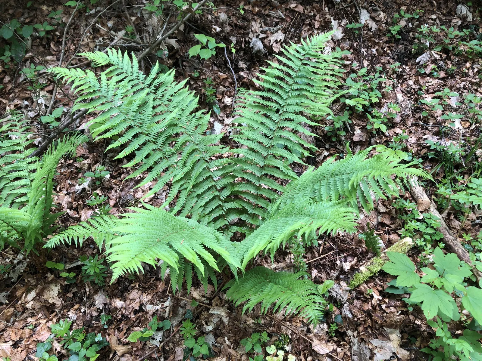 Macho Fern (Nephrolepis Biserrata) — tropical greenery stretching up to 4 feet long and 6 inches wide; its impressive size makes it perfect for, image 93