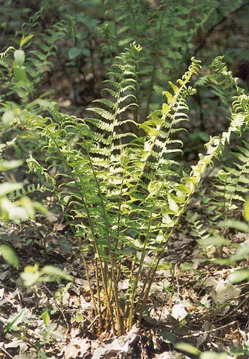 Macho Fern (Nephrolepis Biserrata) — Recognized for its vigorous growth habit and impressive shade tolerance; this hardy fern thrives in, image 60