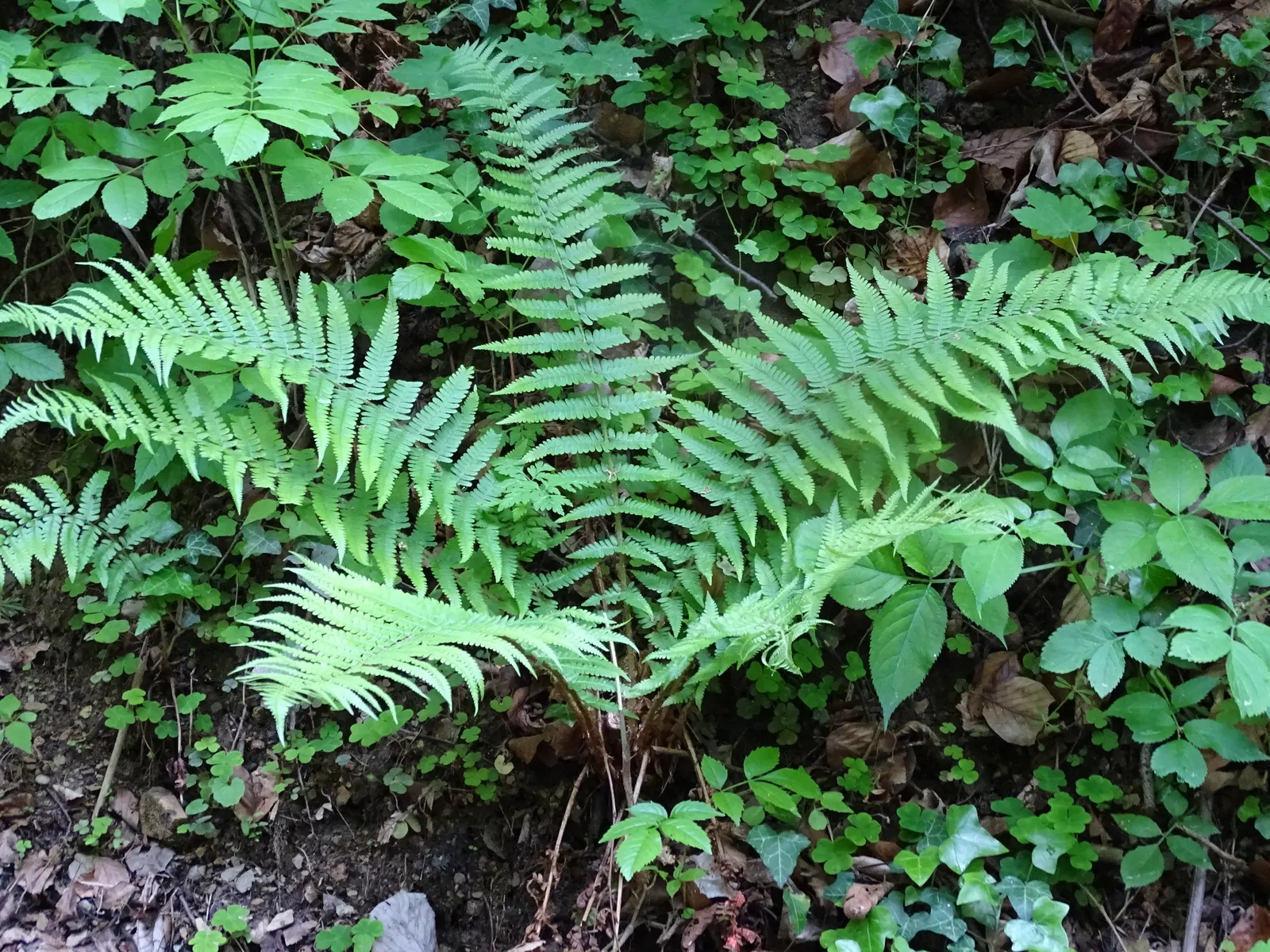 Macho Fern (Nephrolepis Biserrata) — fern for half or shade; due to their spreading nature, give them ample room to grow