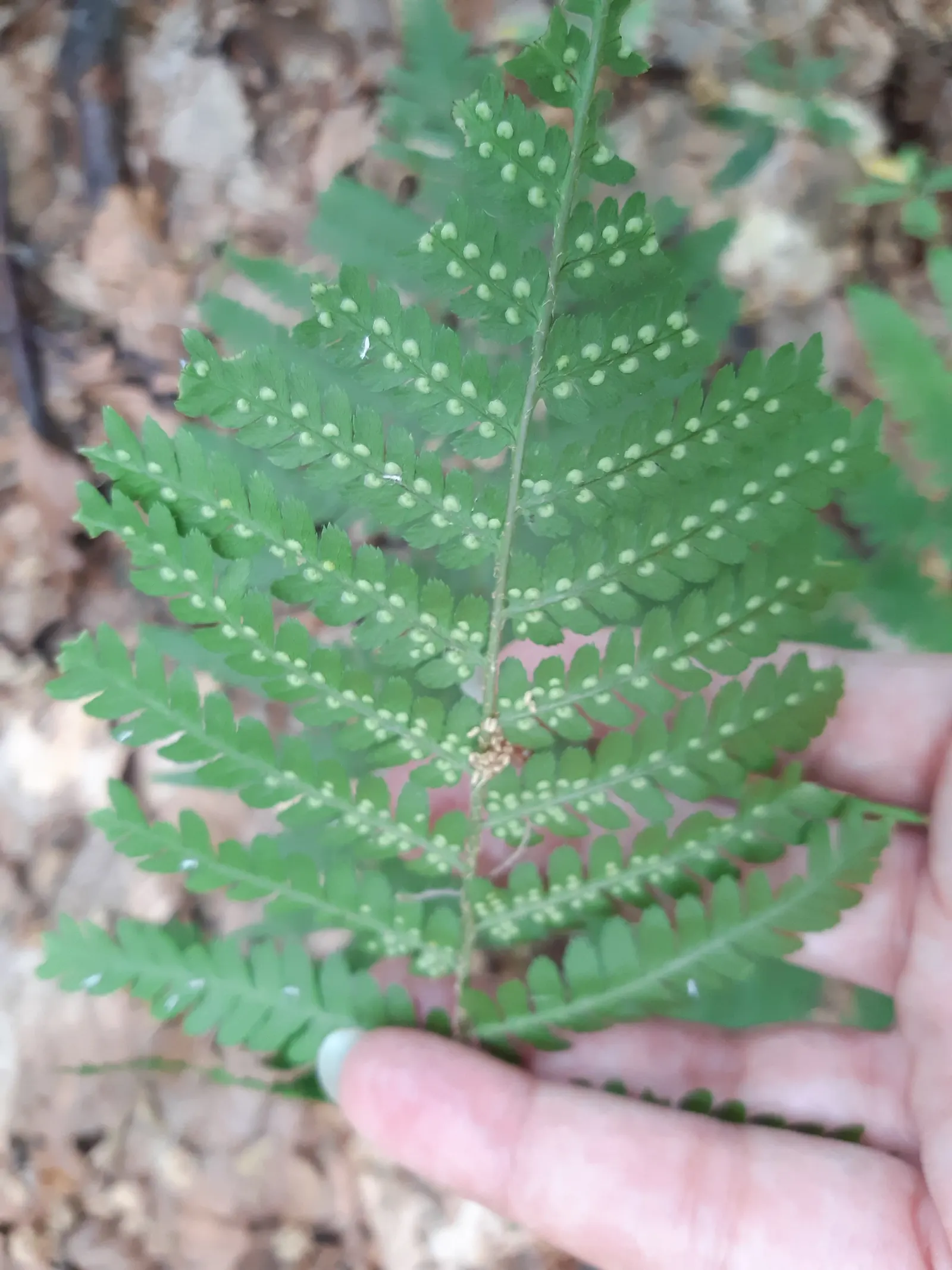 Macho Fern (Nephrolepis Biserrata) — the Macho Fern prospers in rich; arching fronds which can grow to an impressive size, image 84