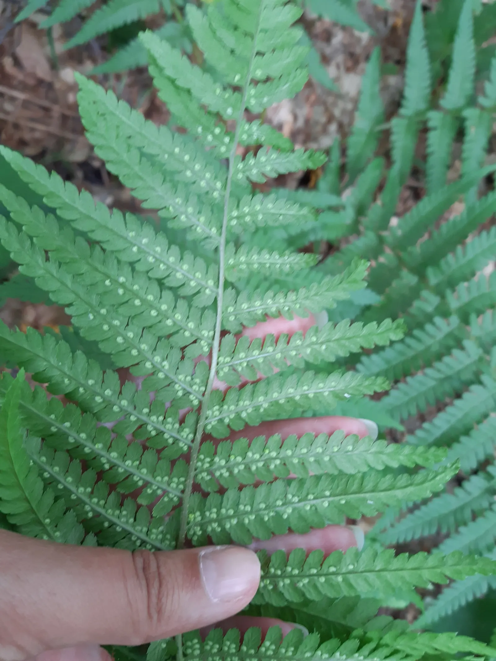 Macho Fern (Nephrolepis Biserrata) — dynamic addition to their garden that offers both visual impact and a serene; they can even extend up to an, image 91