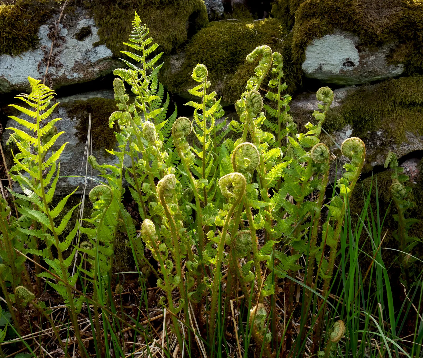 Macho Fern (Nephrolepis Biserrata) — this hardy fern thrives in well-draining; particularly during the warmer months, image 72