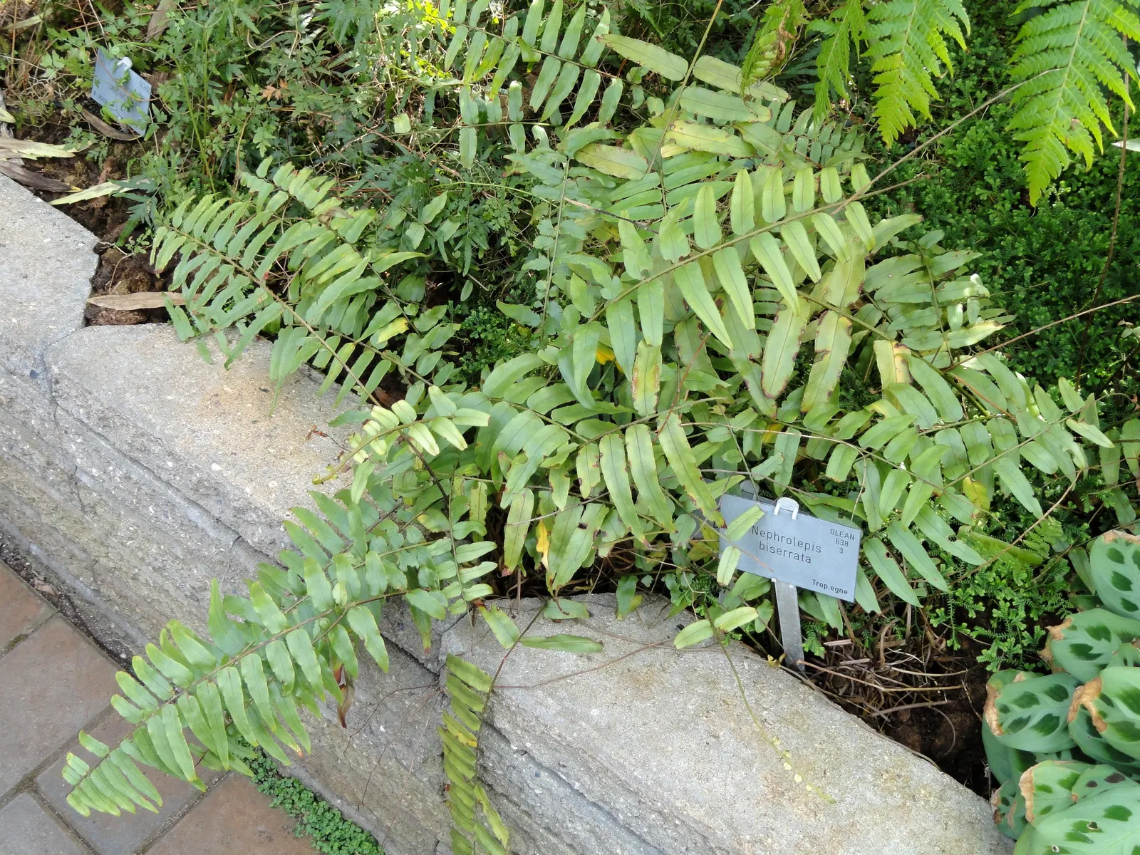 Macho Fern (Nephrolepis Biserrata) — scientifically termed Nephrolepis biserrata; fern for half or shade