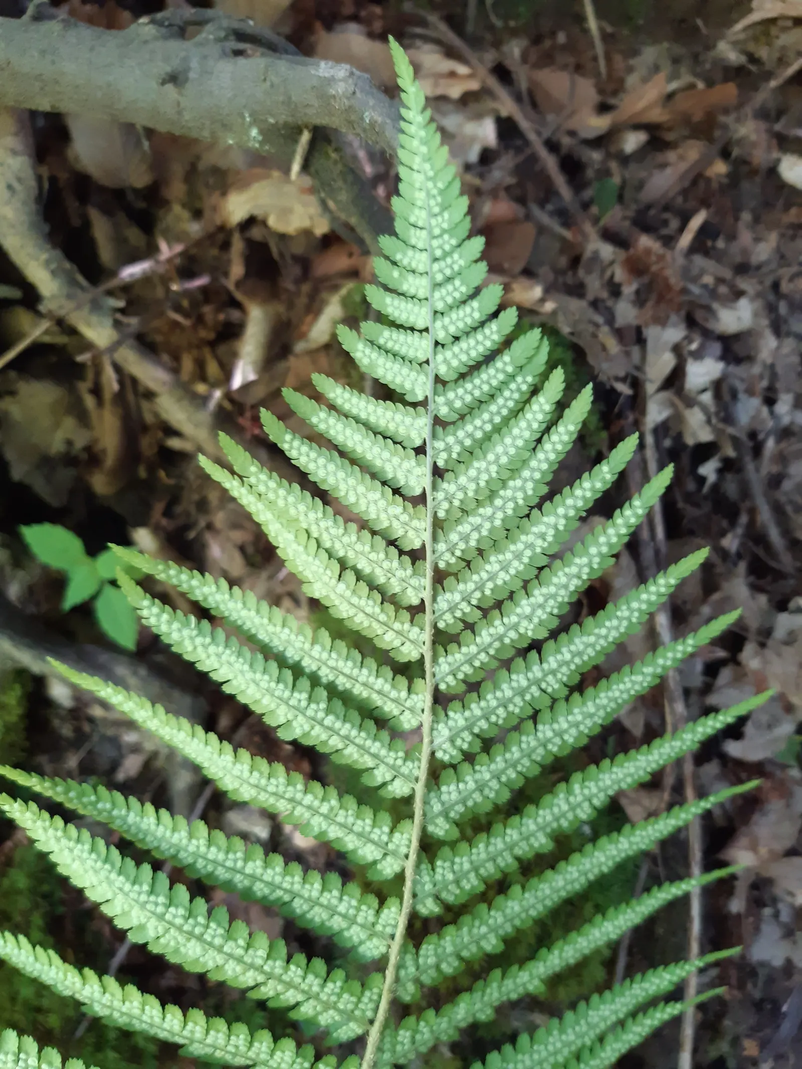 Macho Fern (Nephrolepis Biserrata) — the Macho Fern prospers in rich; arching fronds which can grow to an impressive size, image 107