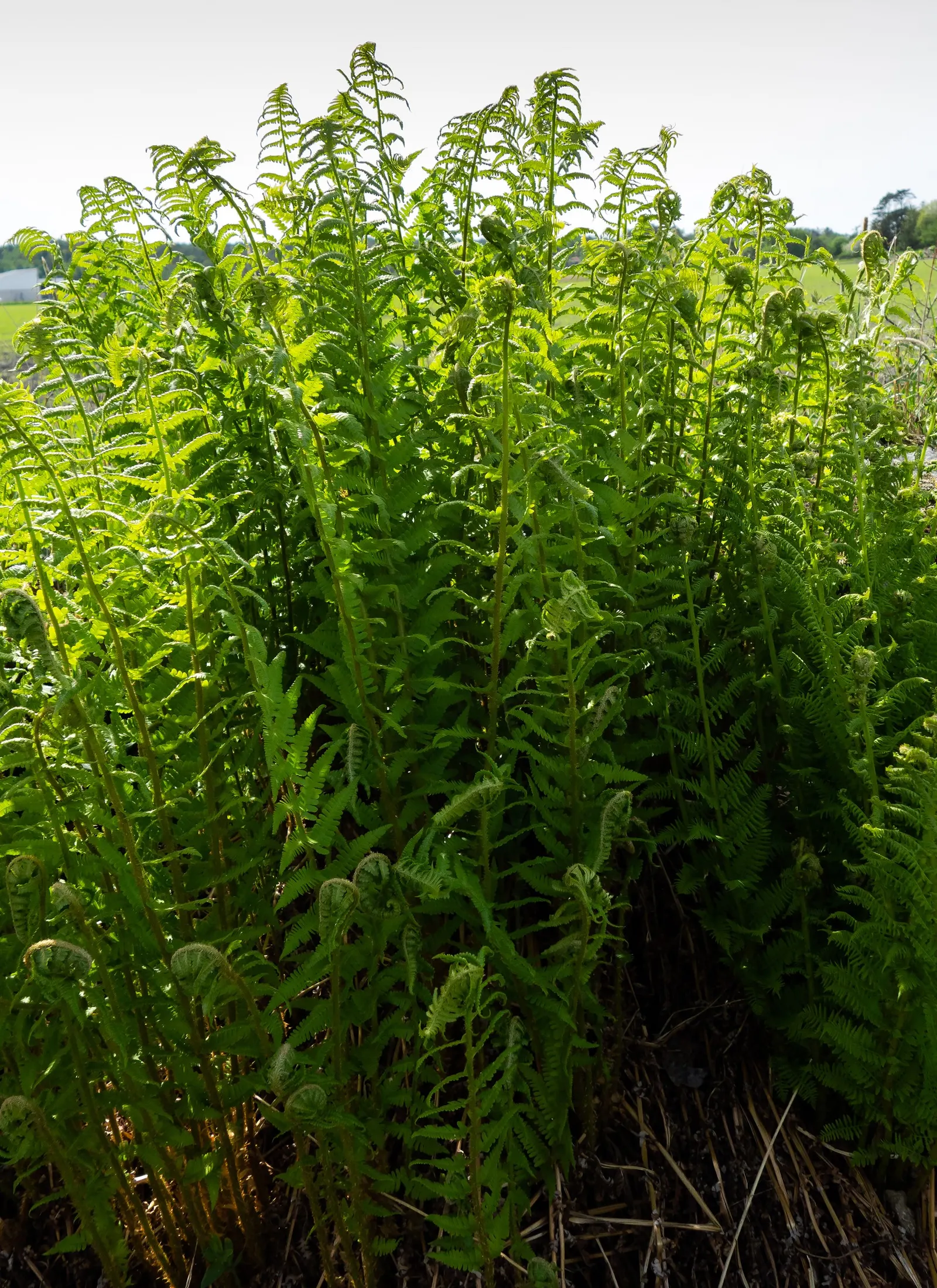 Macho Fern (Nephrolepis Biserrata) — well-draining soil with consistent moisture; it's important to establish a regular watering schedule, image 62