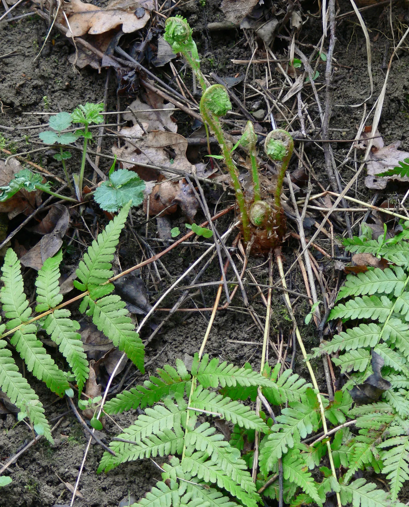 Macho Fern (Nephrolepis Biserrata) — particularly during the warmer months; tropical perennial that emanates a bold and verdant presence in any, image 87