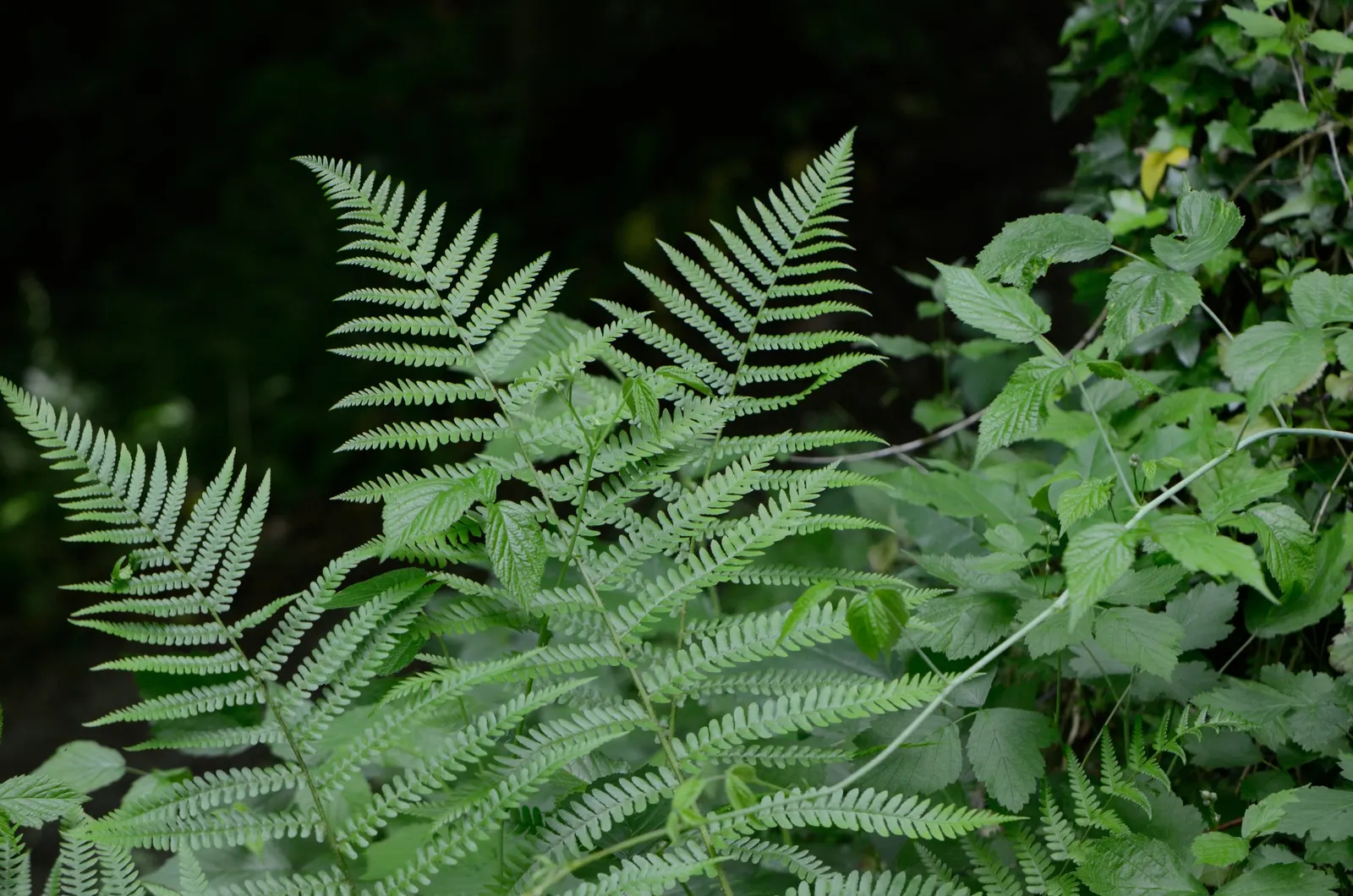 Macho Fern (Nephrolepis Biserrata) — They can also serve well in sizeable containers; evergreen selection for both designers and homeowners seeking, image 90