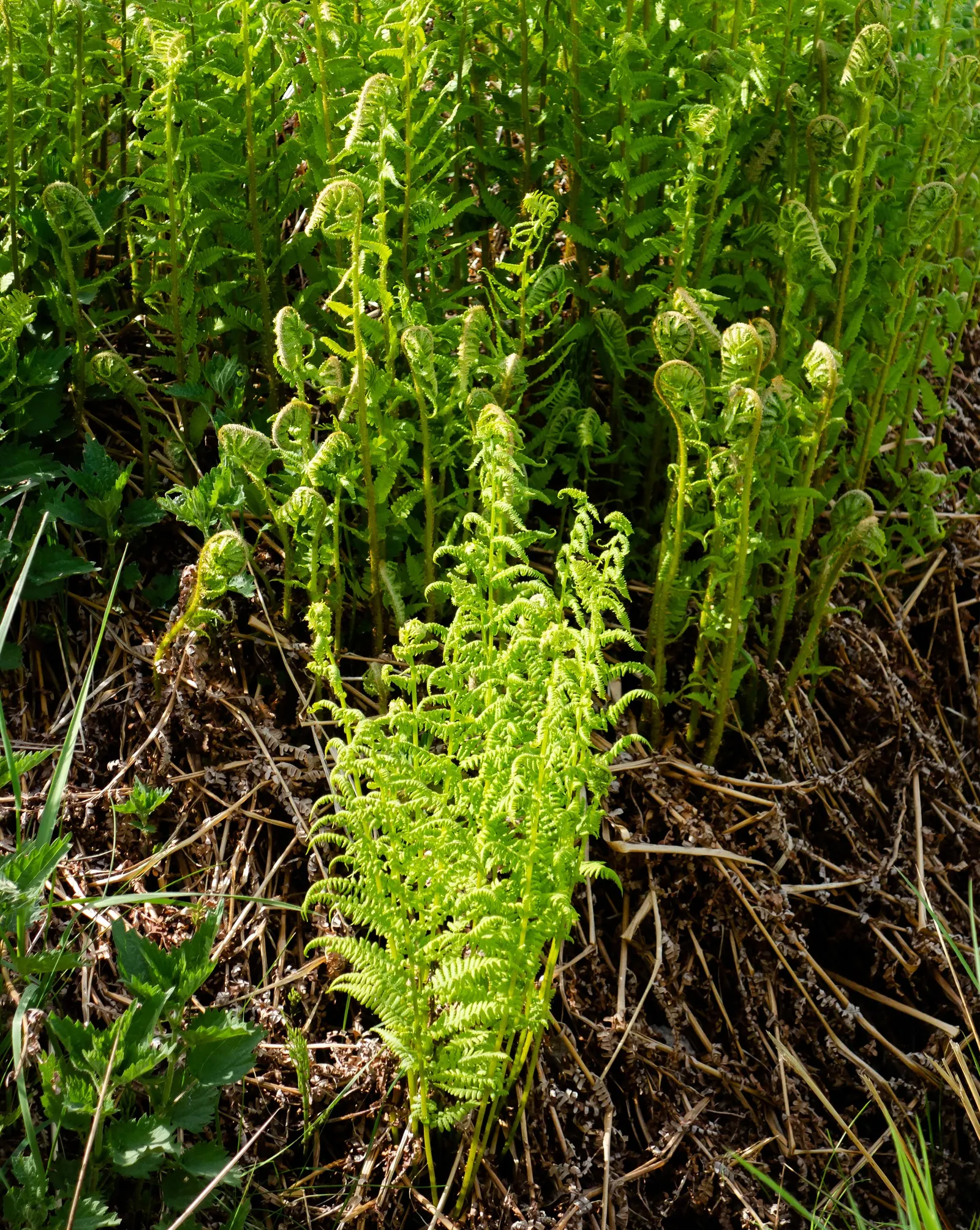 Macho Fern (Nephrolepis Biserrata) — tropical greenery stretching up to 4 feet long and 6 inches wide