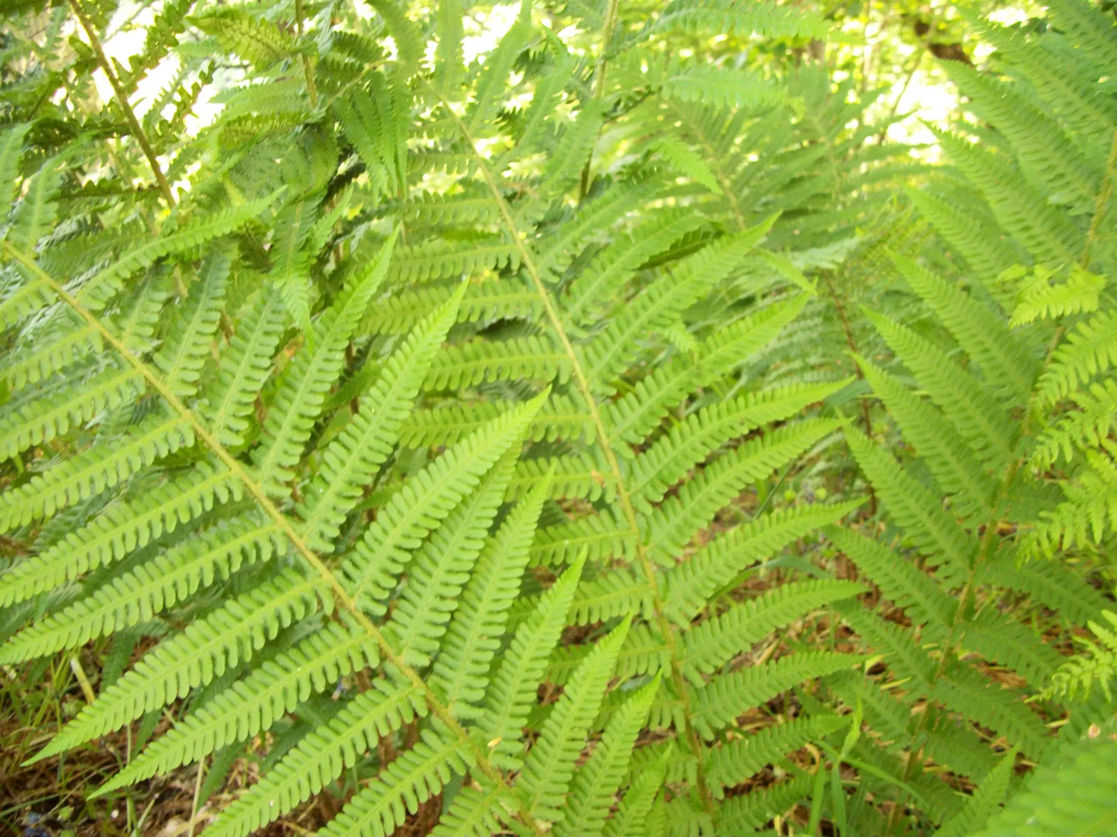Macho Fern (Nephrolepis Biserrata) — Its impressive size makes it perfect for ground cover or as a statement potted plant; ideal for shaded to partially sunny