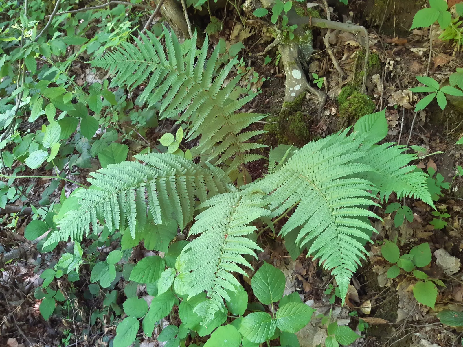 Macho Fern (Nephrolepis Biserrata) — Its impressive size makes it perfect for ground cover or as a statement potted plant; ideal for shaded to, image 119