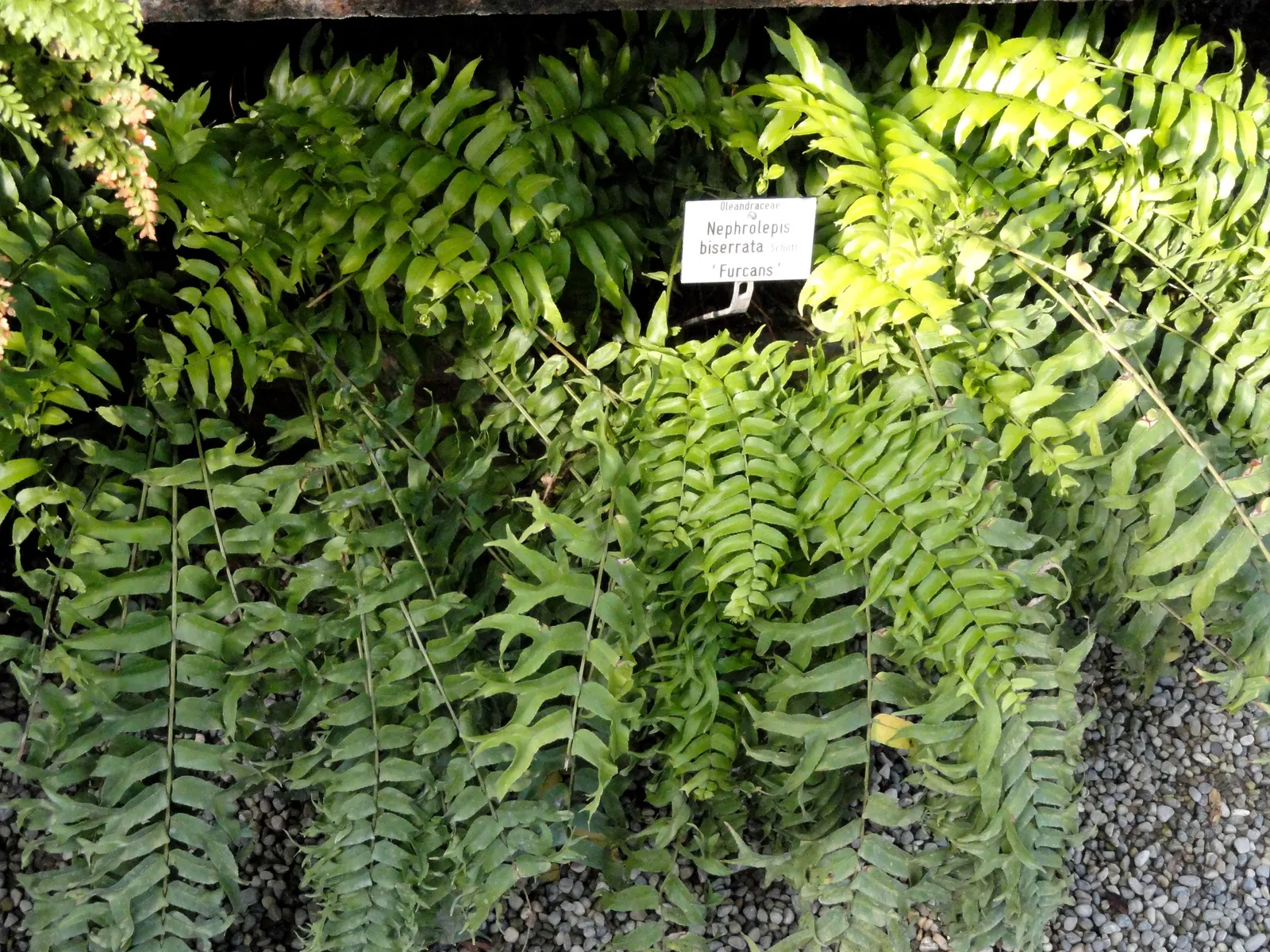 Macho Fern (Nephrolepis Biserrata) — to ensure the soil remains evenly moist but not waterlogged