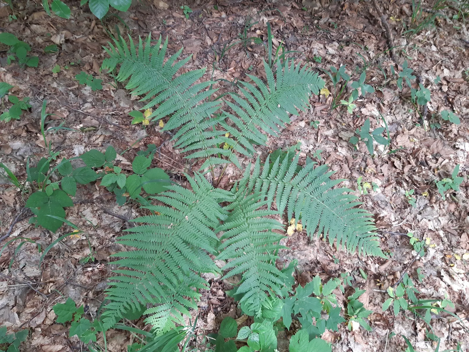 Macho Fern (Nephrolepis Biserrata) — and under optimal conditions, image 104
