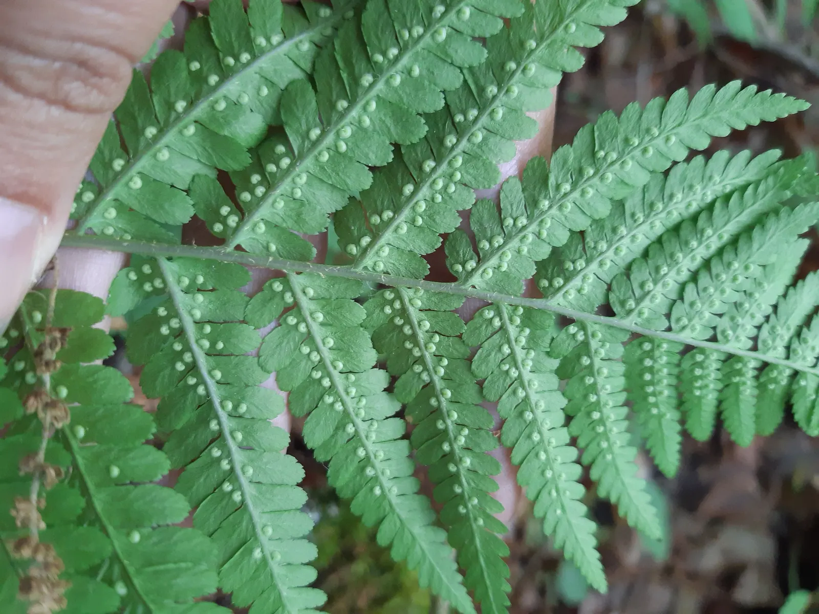 Macho Fern (Nephrolepis Biserrata) — Ideal for shaded to partially sunny areas; with individual fronds commonly reaching 3 to 4 feet in length, image 71